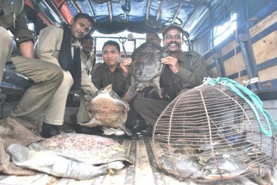 Agartala custom seized 11 endangered species
